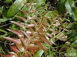 Image result for Stenochlaena