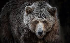 Wallpaper Animals Wildlife Bears Zoo Whiskers Grizzly Bear Brown Bear Fauna Mammal Vertebrate American Black Bear 1920x1200 Vexel78 123582 Hd Wallpapers Wallhere Newer devices, running android 7.1 and up, can follow the steps described on this android wallpaper help guide. animals wildlife bears zoo whiskers