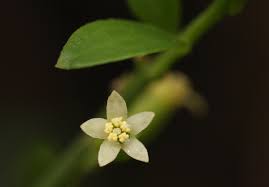 Image result for Osyridicarpos