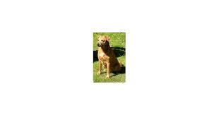 De oostenrijkse pinscher is een hondenras. Oostenrijkse Pinscher Hondencentrum