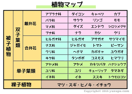 中学受験 無数にある植物の分類が覚えられない マップ暗記が効果的 かるび勉強部屋