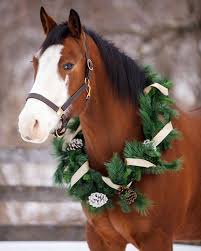Horses stand in a snow covered field on christmas day morning on december 25, 2010 in letterkenny, ireland. My Beautiful Mare Fritzie And I Would Like To Wish You All A Very Merry Christmas Photo By Shelley Paulson Christmas Horses Pretty Horses Beautiful Horses