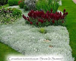 Image result for Cerastium