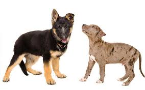 German shepherd + pitbull = perman bepherd. German Shepherd Pitbull Mix Puppies Petsidi