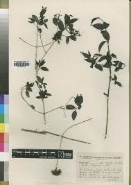 Image result for Pavetta kyimbilensis