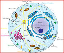 Maybe you would like to learn more about one of these? Cytoskeletoal Elements