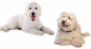 A goldendoodle is a cross between a poodle and golden retriever both labradoodles and goldendoodles were bred primarily for their coat. Labradoodle Vs Goldendoodle Which Is Right For You