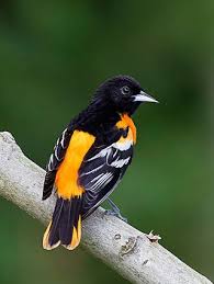 Small Black Bird With Orange Wings Black And Orange Backyard Birds Oriole Bird Baltimore Orioles Birds