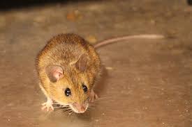 Australia is home to ten species of antechinus, also known as marsupial mice. What You Need To Know About Mice In Your Home And How To Get Rid Of Them Globalnews Ca