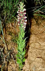 Image result for Solenangis conica