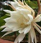 Cactus seedlings are very fragile on the first weeks and survival depends on how they are treated on that crucial stage; Cereus Peruvianus Montrose Night Blooming Cactus Plant Edible Fruit 30 Seeds For Sale Online Ebay