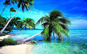 108creative 993d 79cute 61planes 59graphics 32food 28inspiration 27funny 16lifestyle. Hd Tropical Wallpapers 4k Hd Tropical Backgrounds On Wallpaperbat