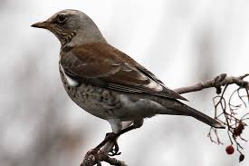Freie kommerzielle nutzung keine namensnennung bilder in höchster qualität. Drosseln Vogel In Der Freien Natur Aufgespurt