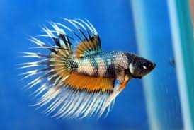 Ikan yang satu ini sangat mudah dipelihara, lho.selain dapat dijadikan hobi, memelihara ikan juga dapat membantu anda menghilangkan stress.nah, jika tertarik untuk membeli ikan cupang, yuk simak dulu artikel berikut ini untuk mengetahui 20 jenis ikan cupang yang bisa anda dapatkan di pasaran. Ikan Cupang Kudus Tembus Pasar Mancanegara Republika Online