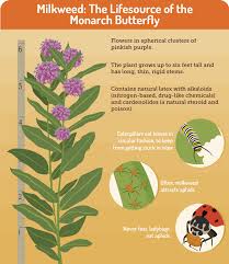 Good Housekeeping Hearst Monarch Butterfly Garden Butterfly Garden Plants Butterfly Plants