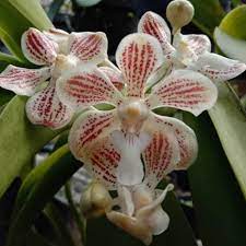 We did not find results for: Tips Merawat Anggrek Vanda Agar Cepat Berbunga Wawa Orchid