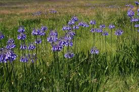 Image result for Agapanthus inapertus