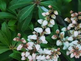 Image result for Pieris japonský bonfire obrázek