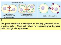 We did not find results for: Cell Communication Cell Signaling Ppt Download
