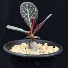 Image result for Monadenium pseudoracemosum
