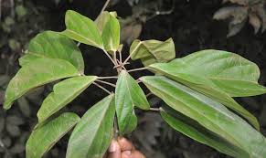 Image result for Caloncoba