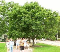 Maybe you would like to learn more about one of these? Low Drooping Branches Maintenance Landscape Plants Edward F Gilman Uf Ifas