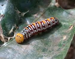 Image result for Acridocarpus natalitius