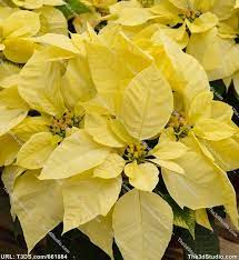 Yellow Poinsettia Stock Photo Stock Image Clipart Vector Christmas Colors Rainbows Christmas Holiday Season Christmas