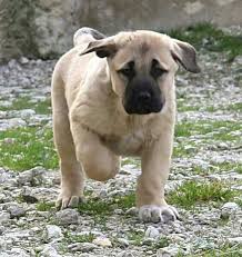 Atlas Anatolian Shepherd Lab Mix Kangal Dog Anatolian Shepherd Puppies Livestock Guardian Dog