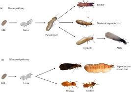 Https Pestsguide Com Termites Termite Larvae Termites Larvae Nymph