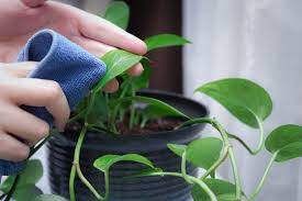 How To Care For A Golden Pothos Ehow Plants Pothos Plant Care Golden Pothos Plant