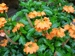 Its foliage is glossy green and the stems are streaked purple. Crossandra Fireglow Plants Whitsunday