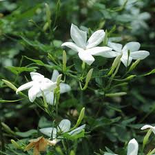 Image result for Jasminum