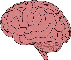Brain Png 1716551 Png Images Pngio All png & cliparts images on nicepng are best quality. brain png 1716551 png images pngio