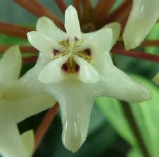 Image result for Hugonia elliptica