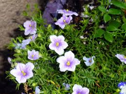 Image result for Nierembergia hippomanica