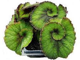 Forms a dense clump, 12x12. Begonia Escargot Green