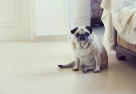 These products have been selected as they are nutritious. The Best Food For Pugs Portion Sizes For Puppy And Adult Dogs