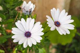 I bought my mother red african. African Daisy Osteospermum Flower Types How To Grow And Care Florgeous