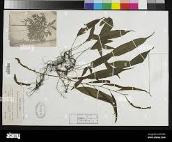 Image result for Usteria guineensis