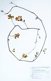 Image result for Decorsea schlechteri