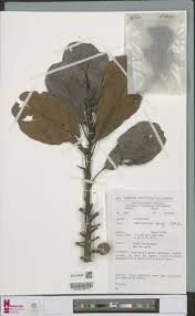 Image result for Uapaca guineensis