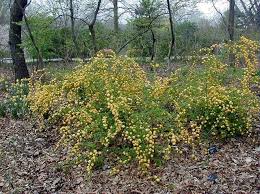 It will leaf out in spring. Kerria Japonica Pleniflora Kiefer Nursery Trees Shrubs Perennials