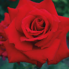 Six New Clean N Easy Roses In My Sunny April Garden