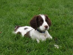 Cedar knoll kennel is a family owned and operated hobby kennel established in 2001. Springer Spaniel Kennels In Minnesota
