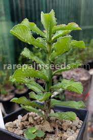 Image result for Euphorbia guerichiana