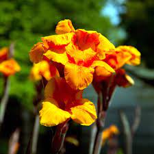 Cannas Can Do Neil Sperry S Gardens