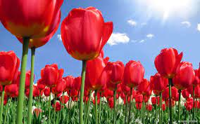 Hoping to visit the gorgeous tulip fields in the netherlands? Tulip A Winter Joy In South Africa Hadeco Hadeco