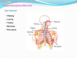Bab 8 sistem pernapasan manusia uji kompetensi bab 8 halaman 76 a. Jawaban Pg Uji Kompetensi Bab 8 Ipa Kelas 8 Smp Halaman 76 Sistem Pernapasan Manusia Bas Bahan Ajar