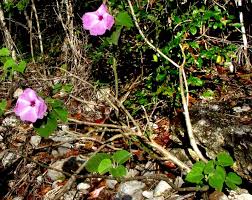 Image result for Ipomoea carnea